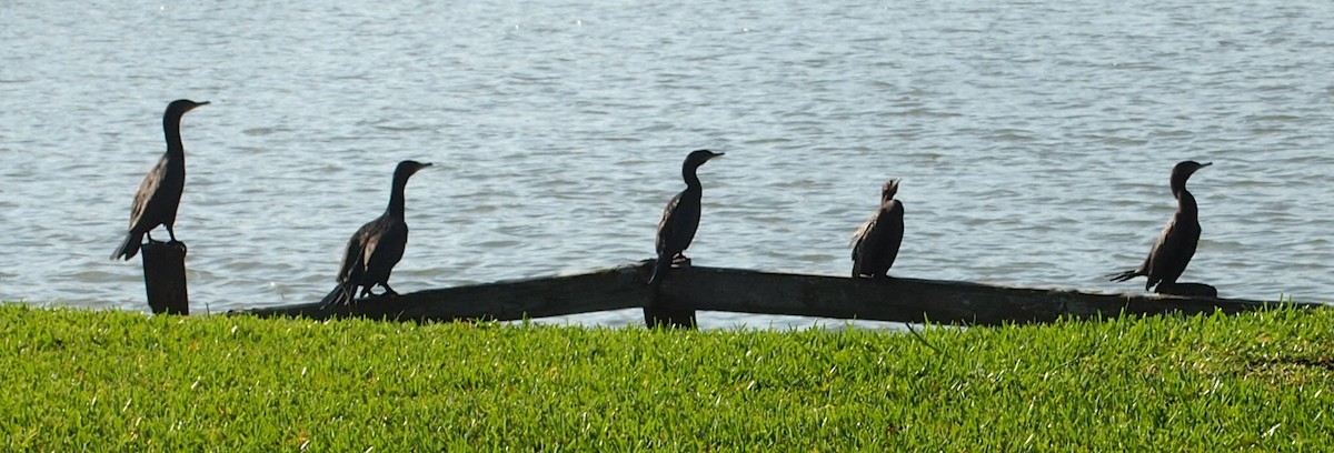 Cormoran à aigrettes - ML645488166
