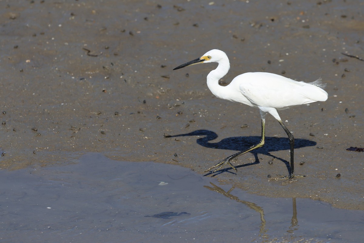 Little Egret - ML645488171