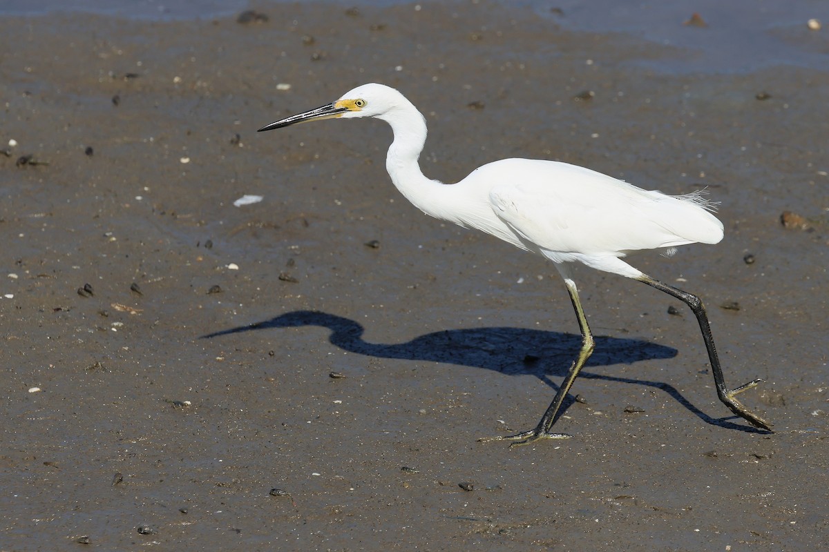 Little Egret - ML645488173