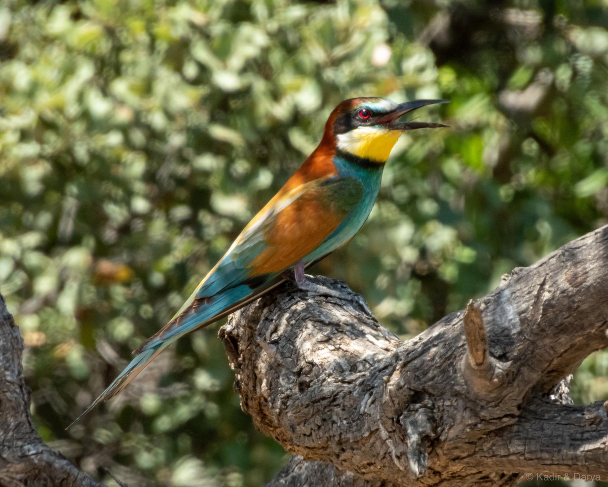 European Bee-eater - ML645488191