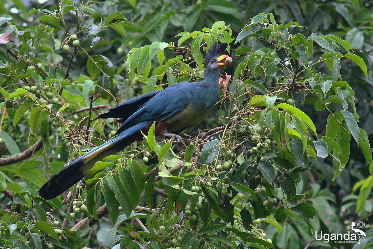 Турако блакитний - ML645488192