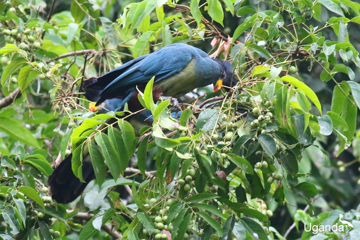 Турако блакитний - ML645488193