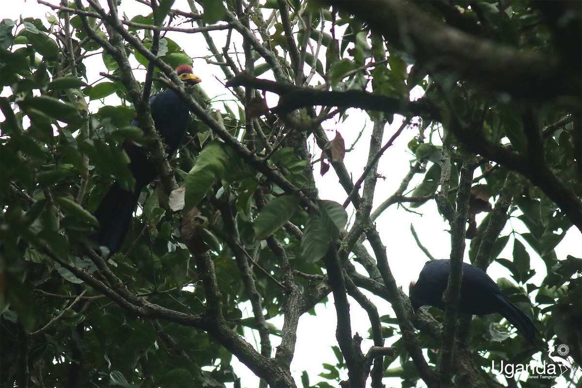 Турако червоночубий - ML645488195