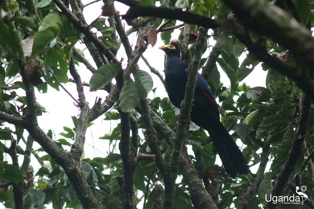 Турако червоночубий - ML645488196