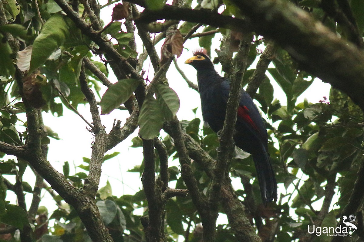 Турако червоночубий - ML645488197