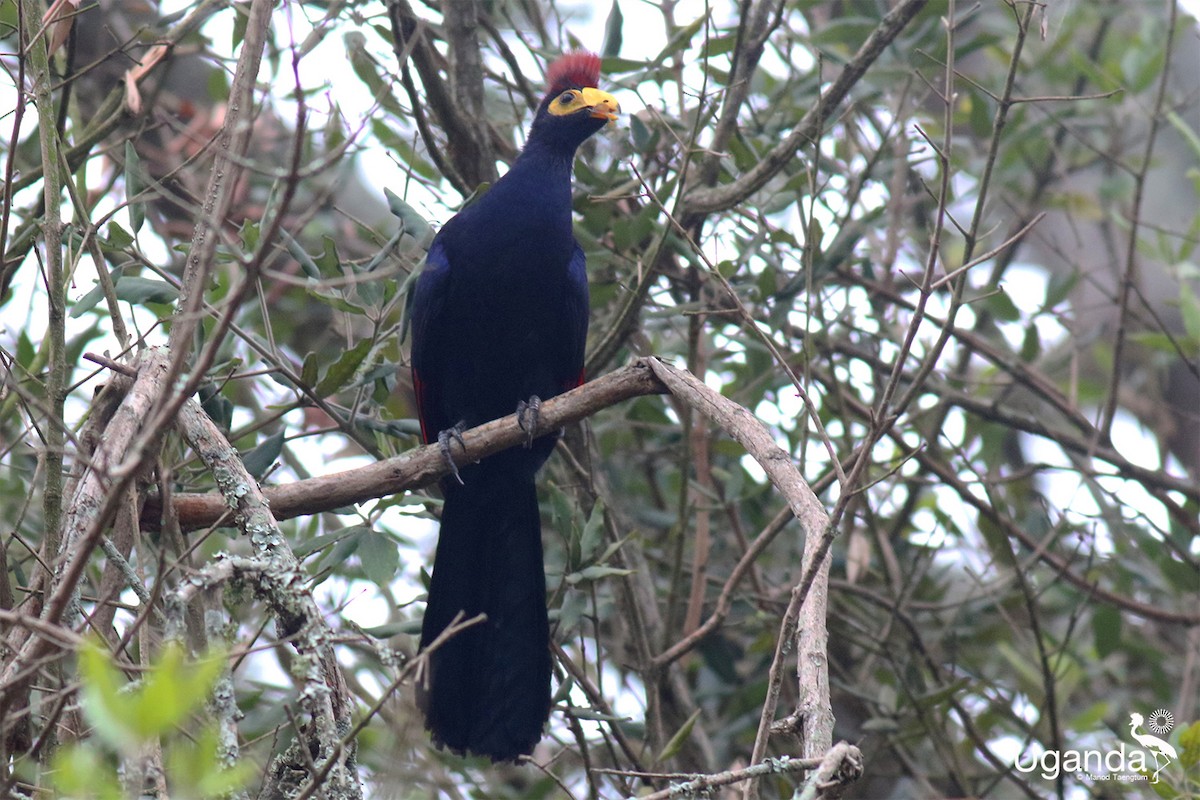 Турако червоночубий - ML645488198