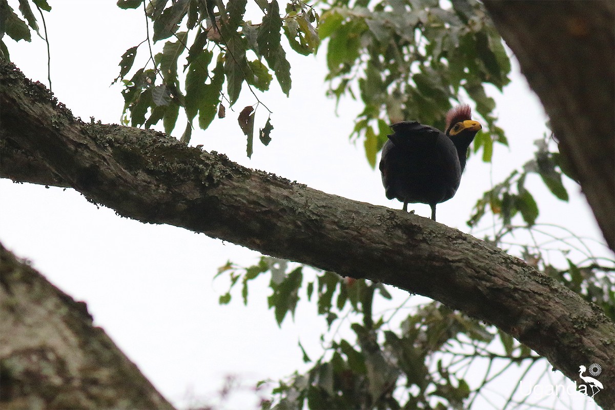 Турако червоночубий - ML645488199