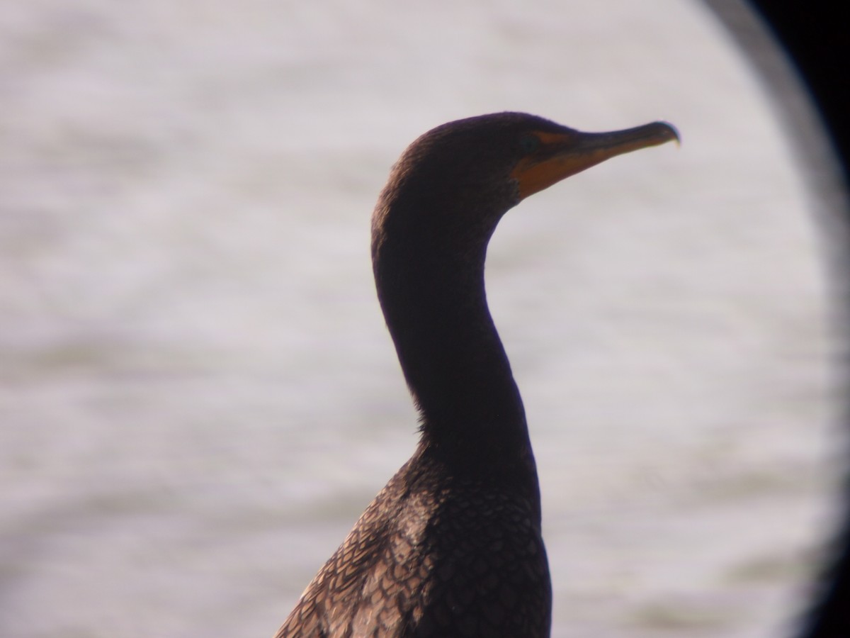 Cormoran à aigrettes - ML645488203