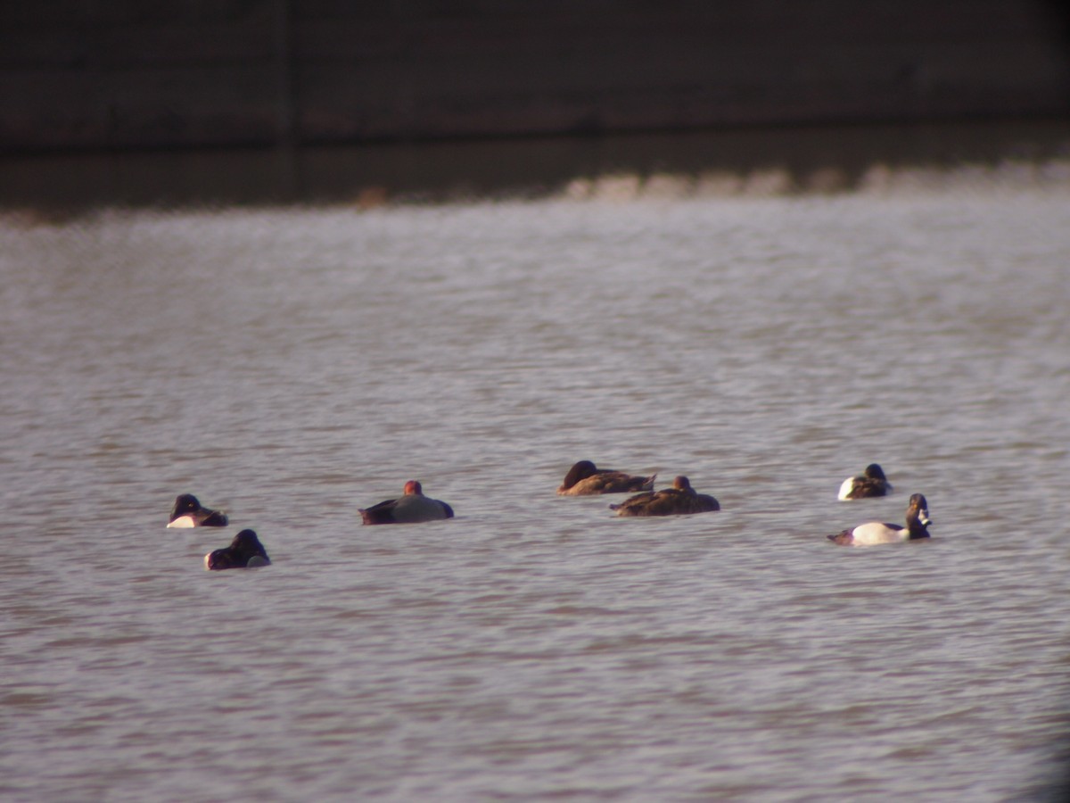 Moretta dal collare - ML645488207