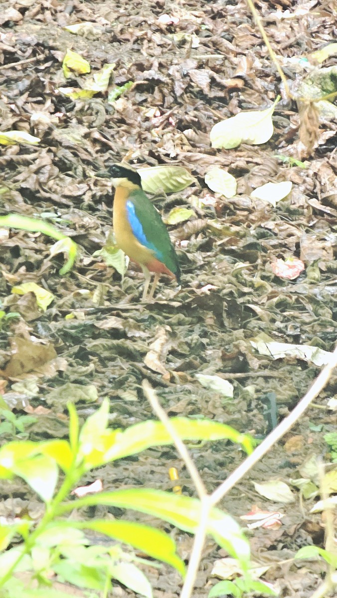 Blue-winged Pitta - ML645488209