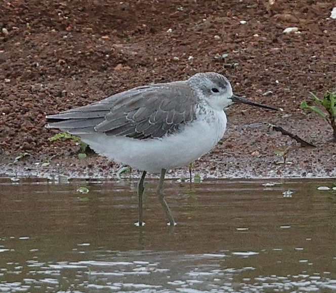 Marsh Sandpiper - ML645488220