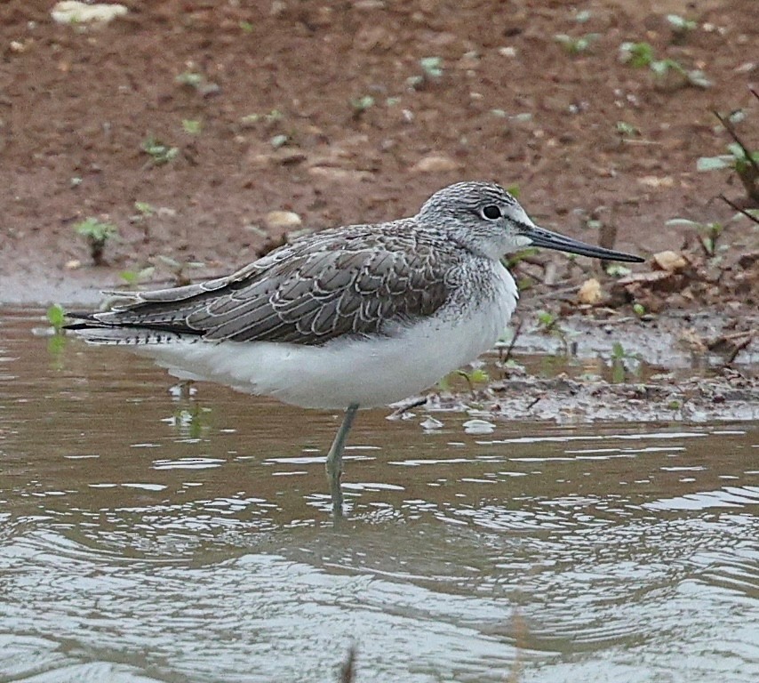 Common Greenshank - ML645488233