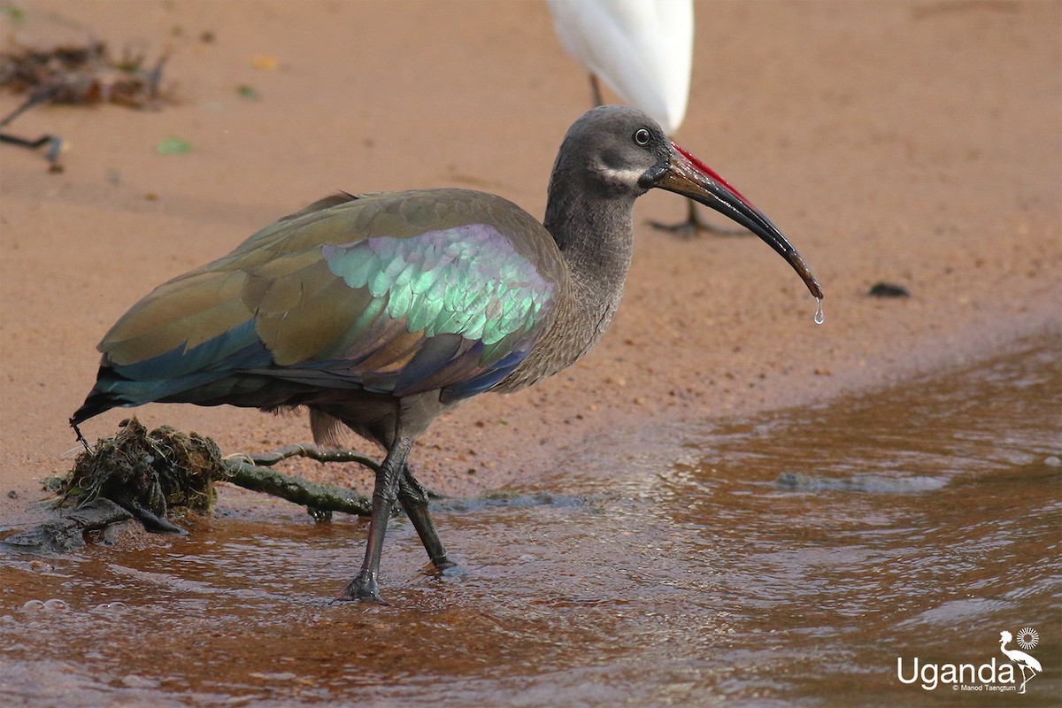 Hadada Ibis - ML645488241