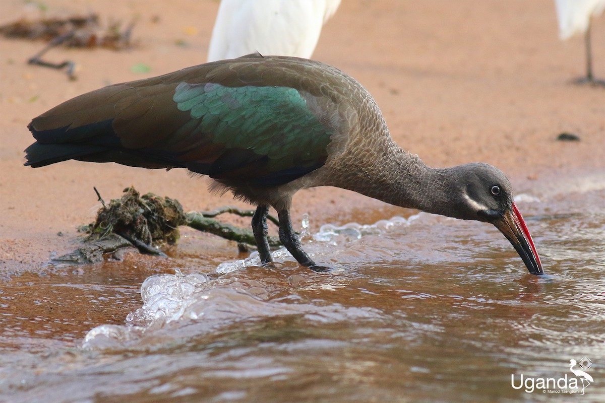 Hadada Ibis - ML645488242
