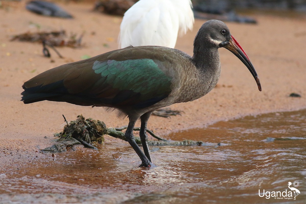 Hadada Ibis - ML645488243