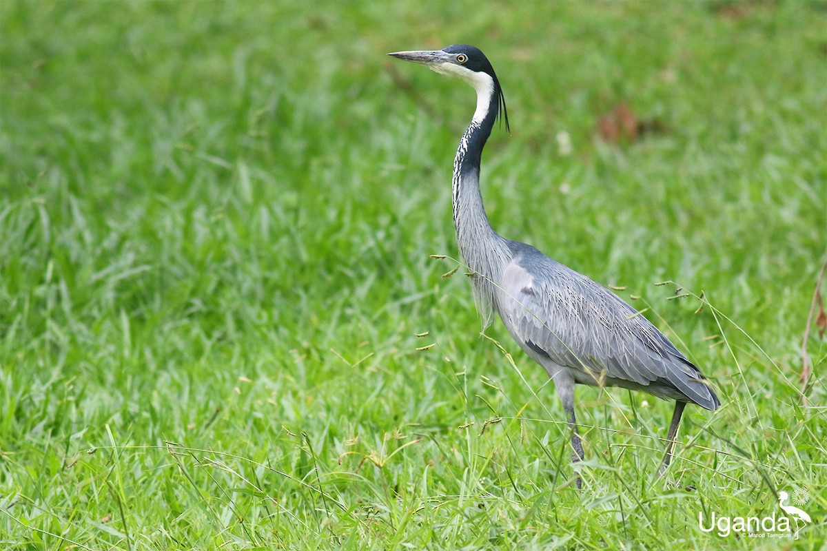 Héron mélanocéphale - ML645488248