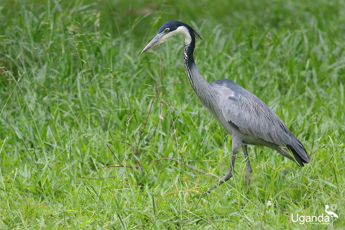 Héron mélanocéphale - ML645488249