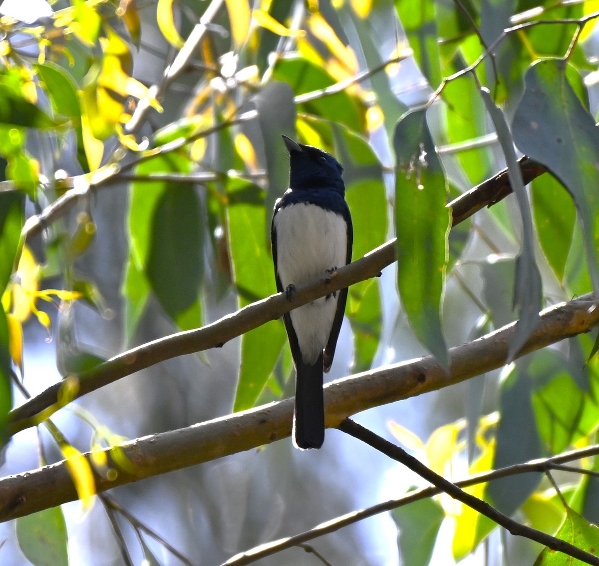 Satin Flycatcher - ML645488251
