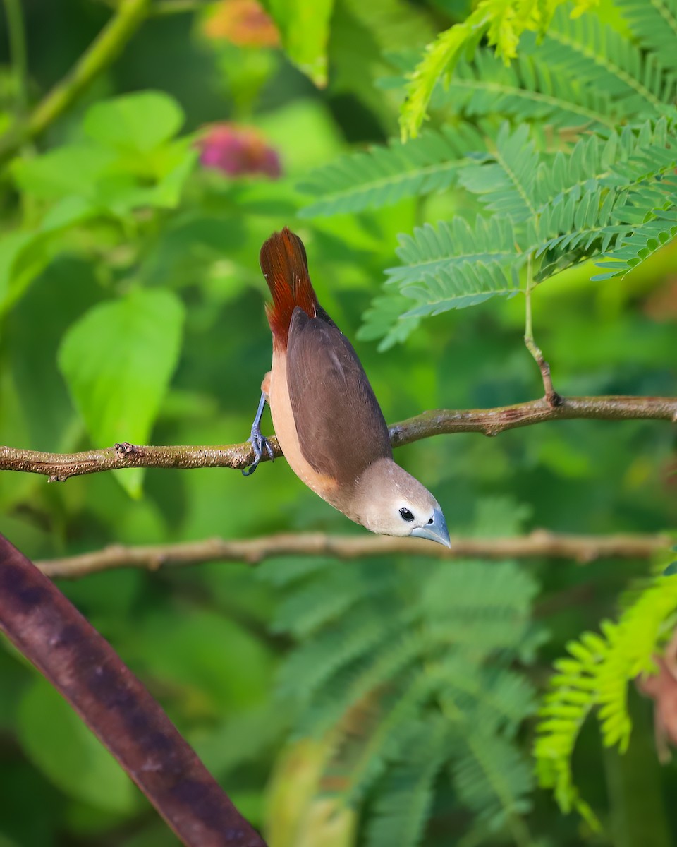 Pale-headed Munia - ML645488258