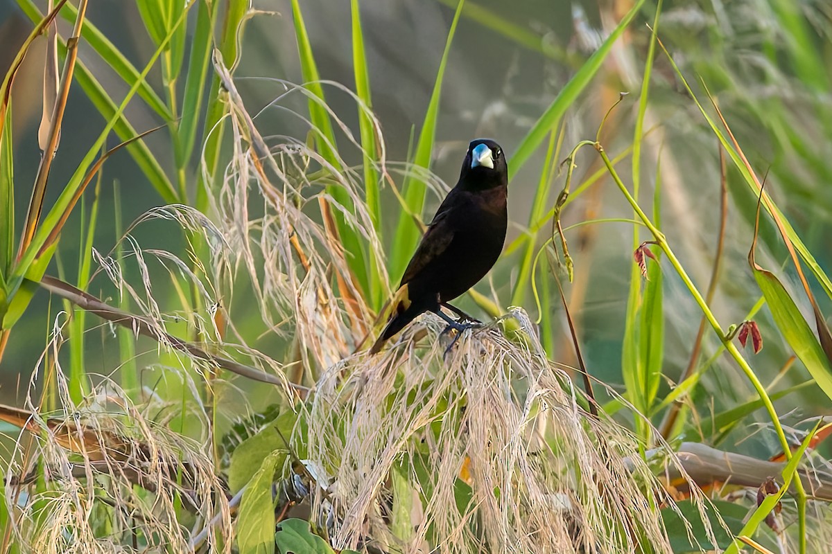 Black Munia - ML645488260