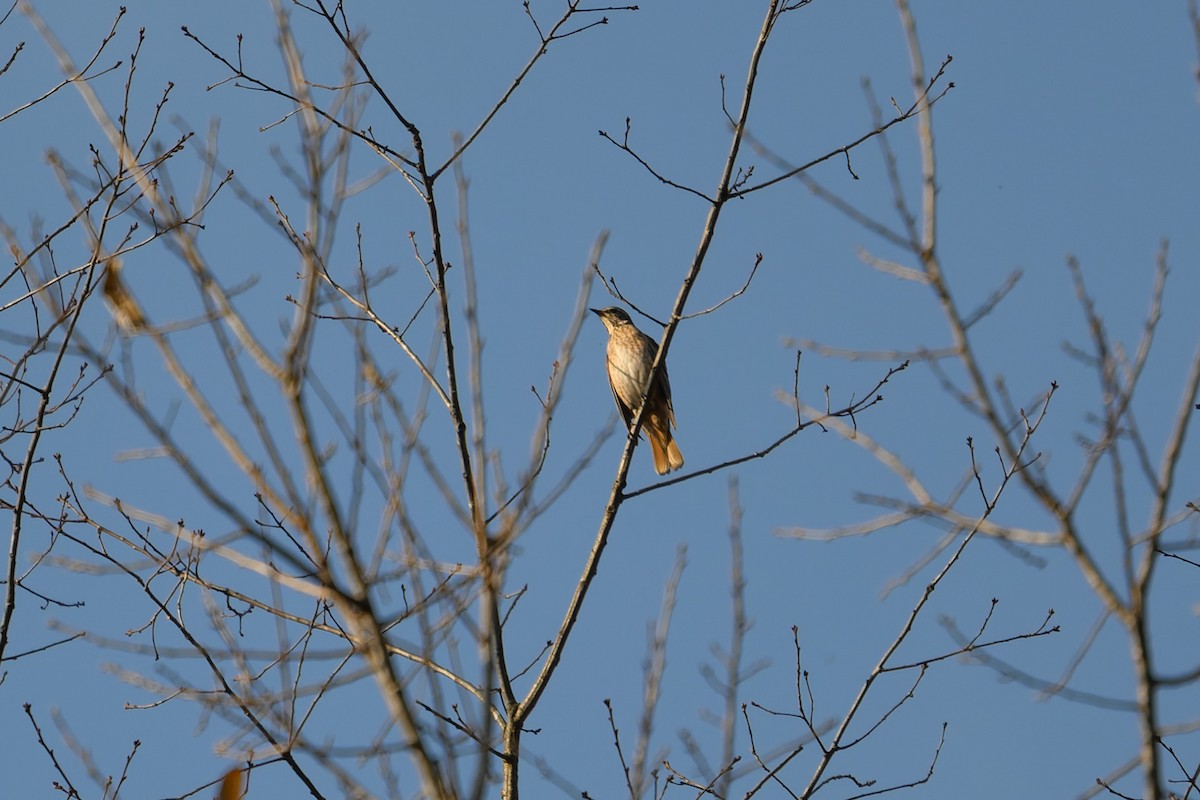 Naumann's Thrush - ML645488262