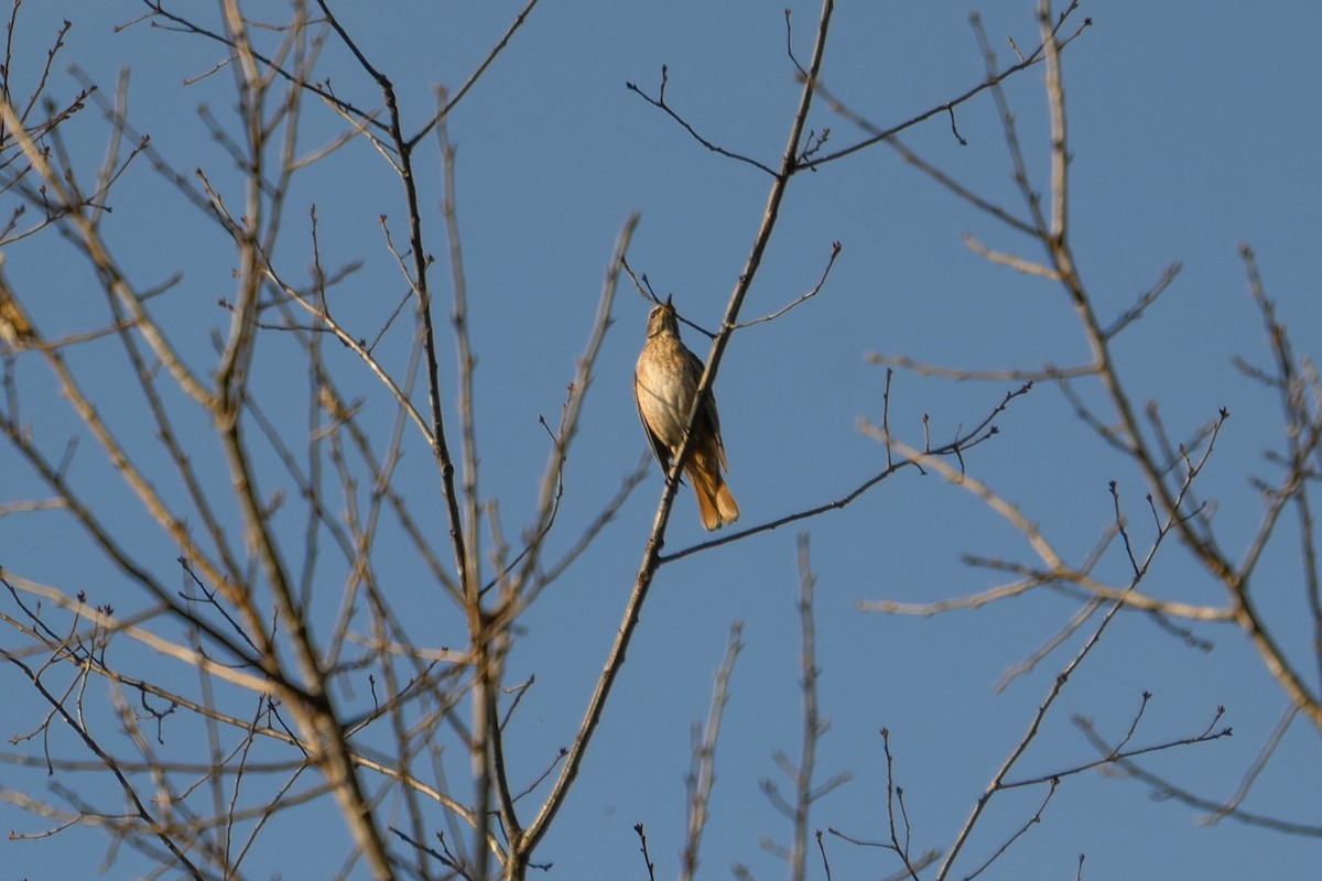 Naumann's Thrush - ML645488263