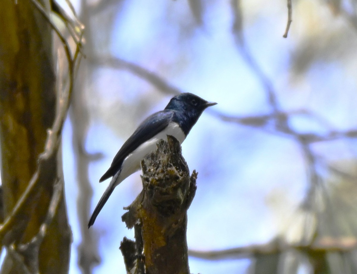 Satin Flycatcher - ML645488265