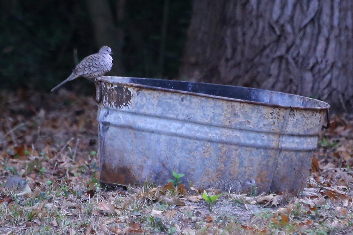 Inca Dove - ML645488268