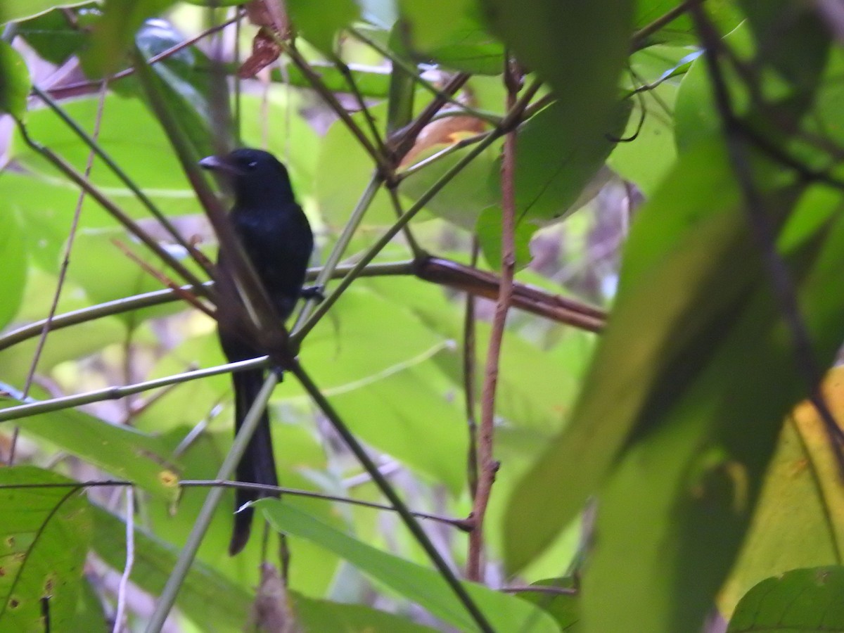 Andaman Drongo - ML645488269