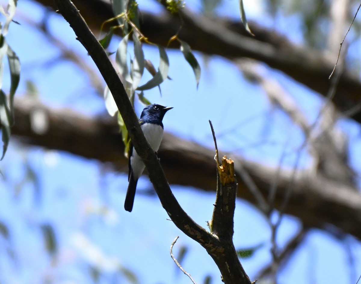 Satin Flycatcher - ML645488271
