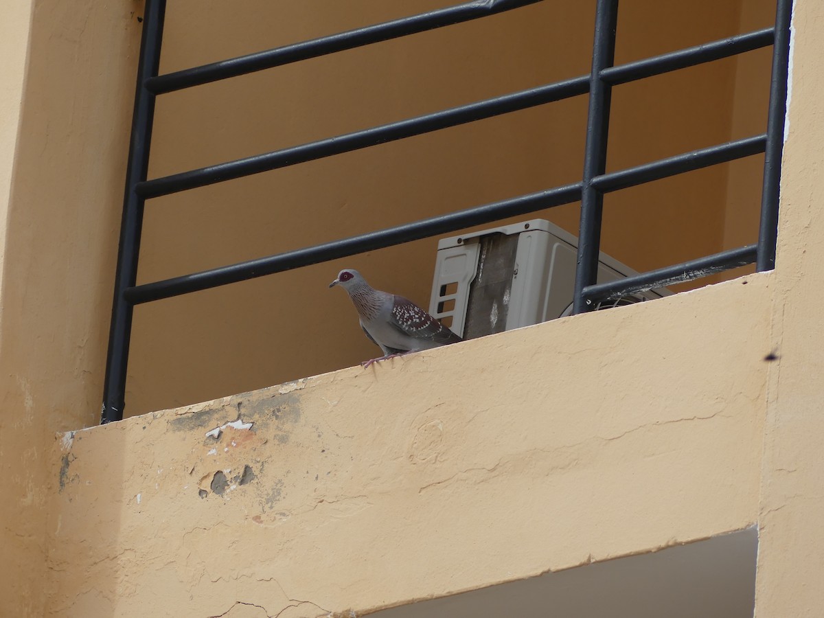 Speckled Pigeon - ML645488273