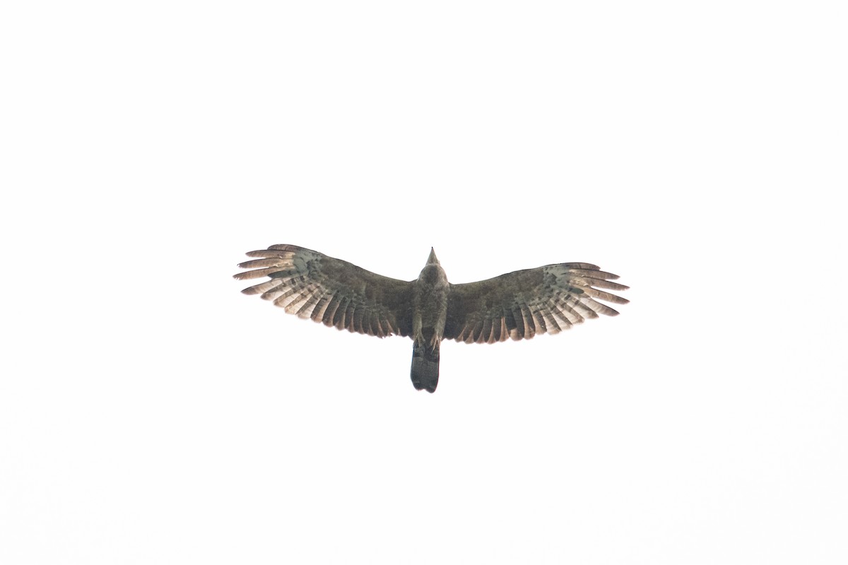 Oriental Honey-buzzard - ML645488275