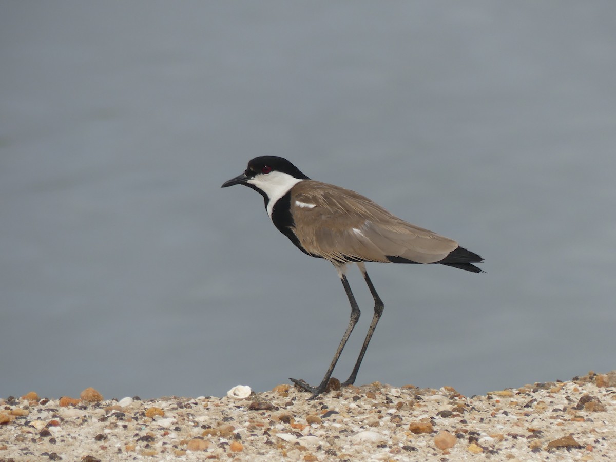 Spur-winged Lapwing - ML645488276