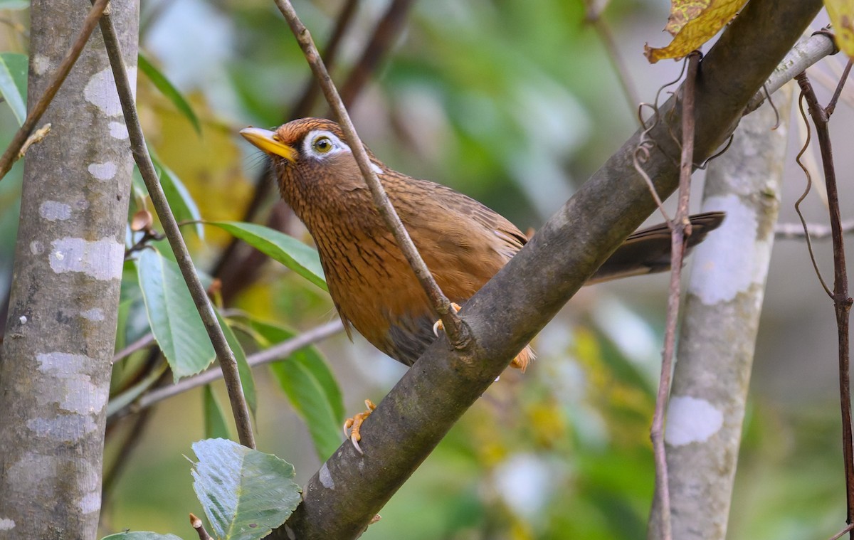 Chinese Hwamei - ML645488278