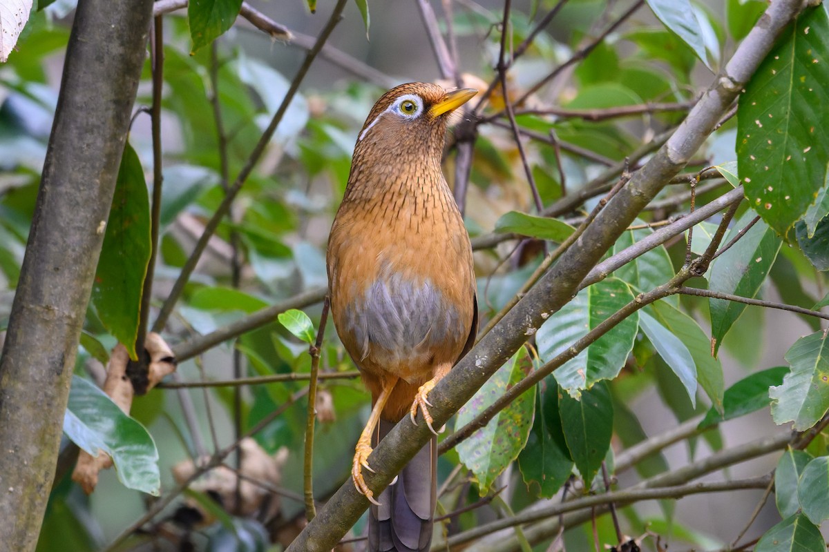 Chinese Hwamei - ML645488279