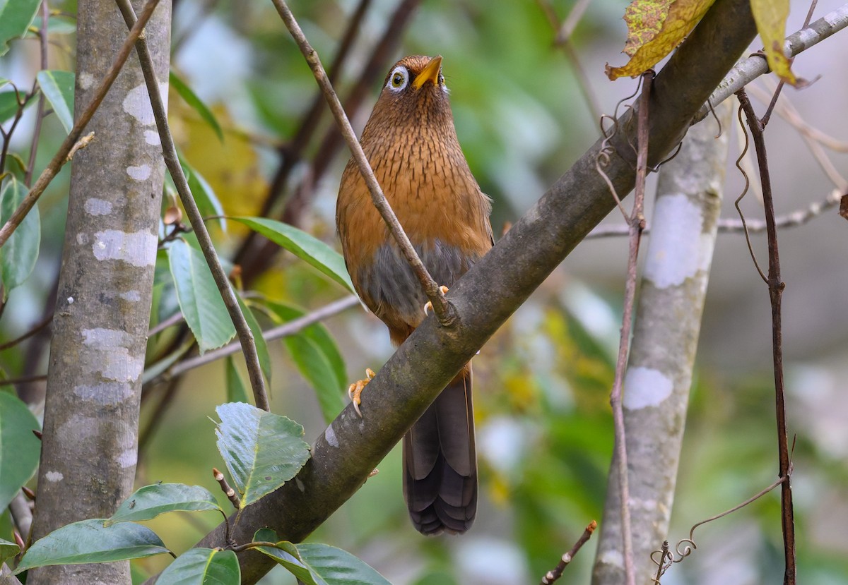 Chinese Hwamei - ML645488280