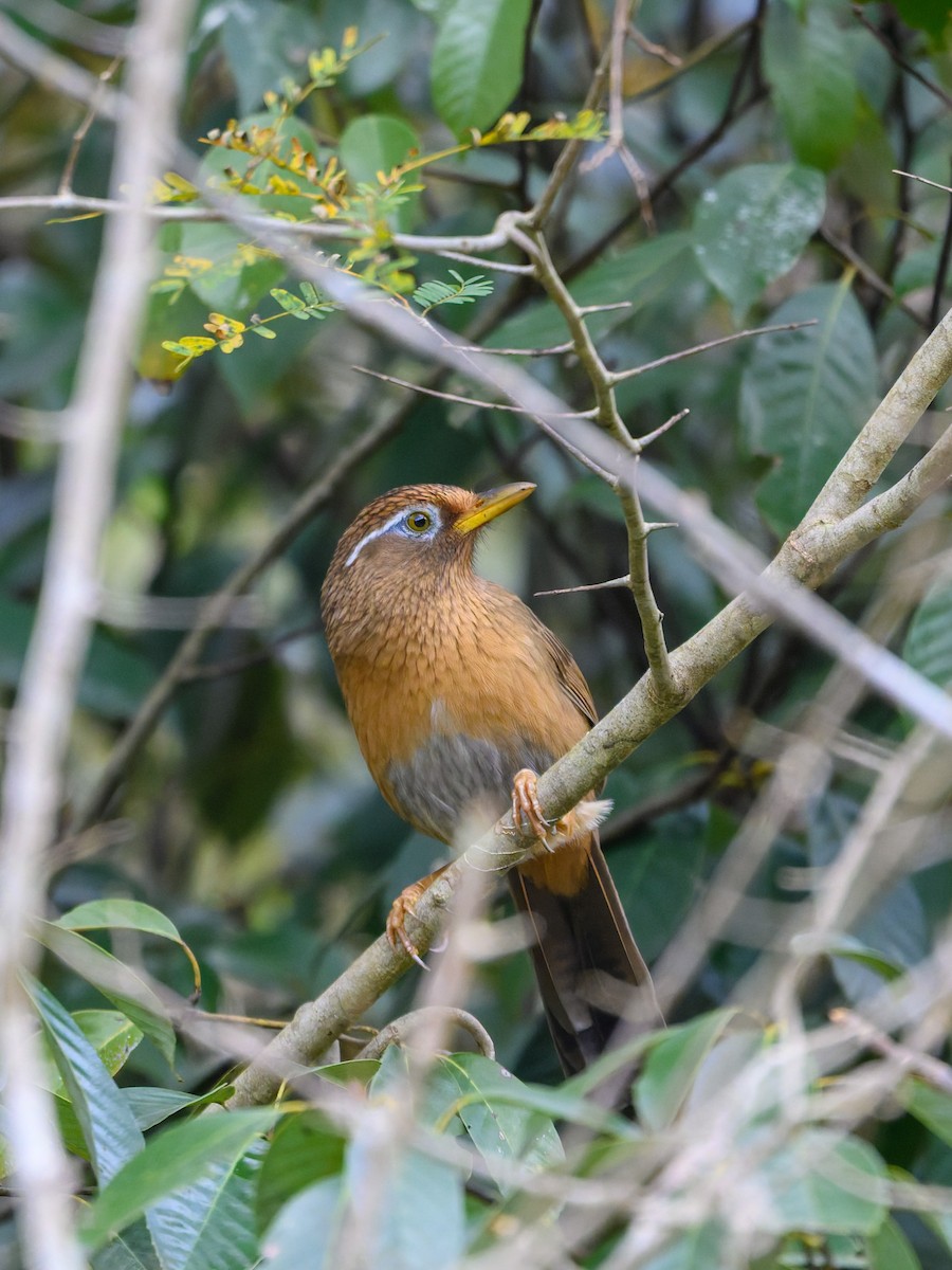 Chinese Hwamei - ML645488281