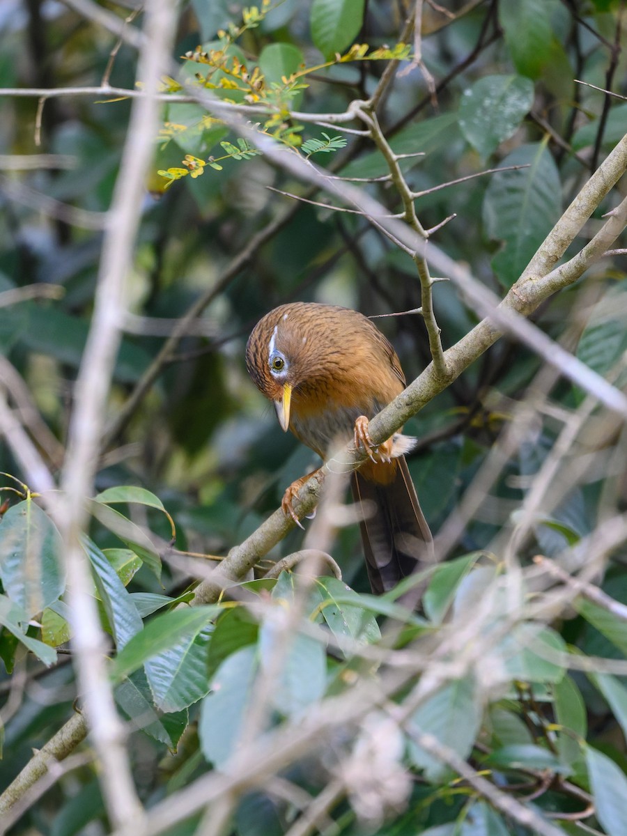 Chinese Hwamei - ML645488282