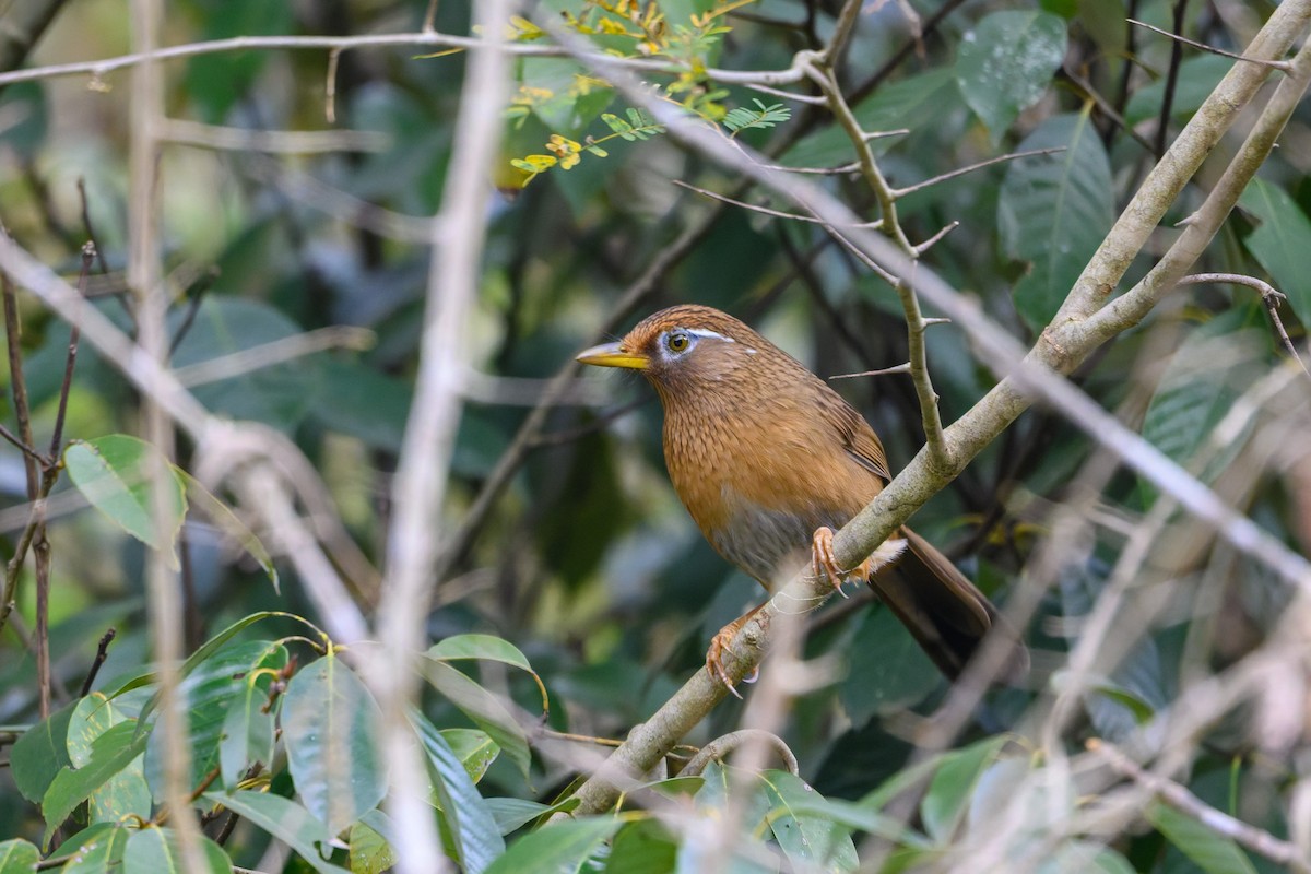 Chinese Hwamei - ML645488283