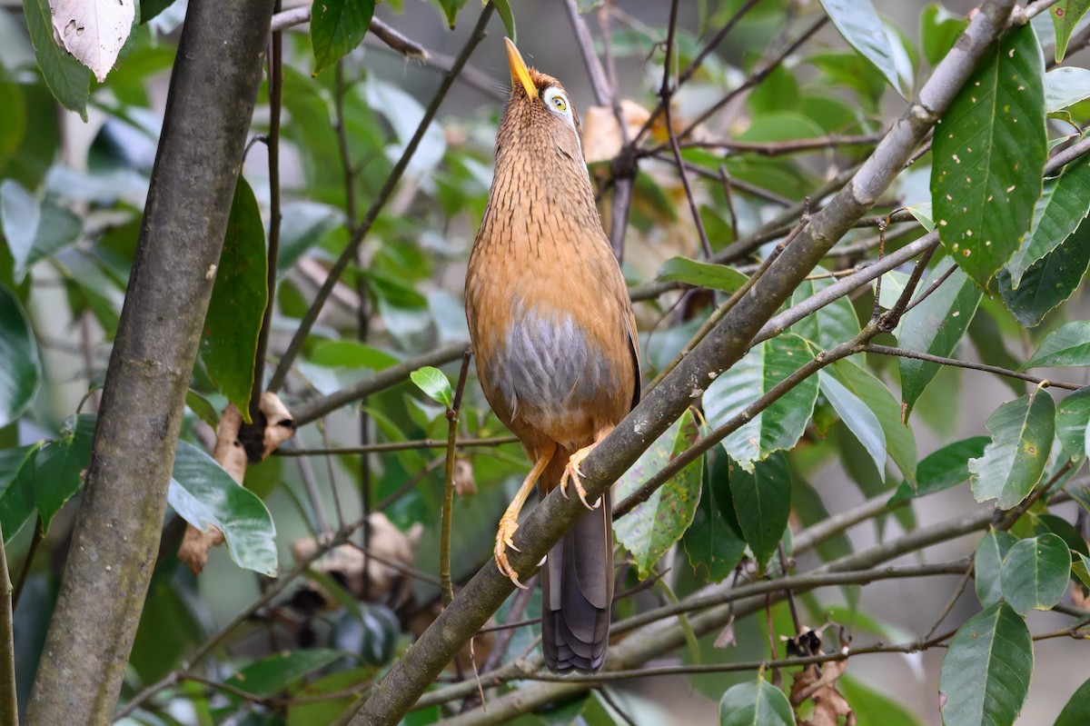 Chinese Hwamei - ML645488284