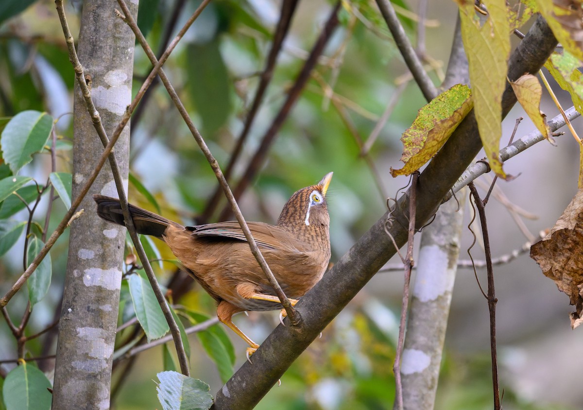 Chinese Hwamei - ML645488285