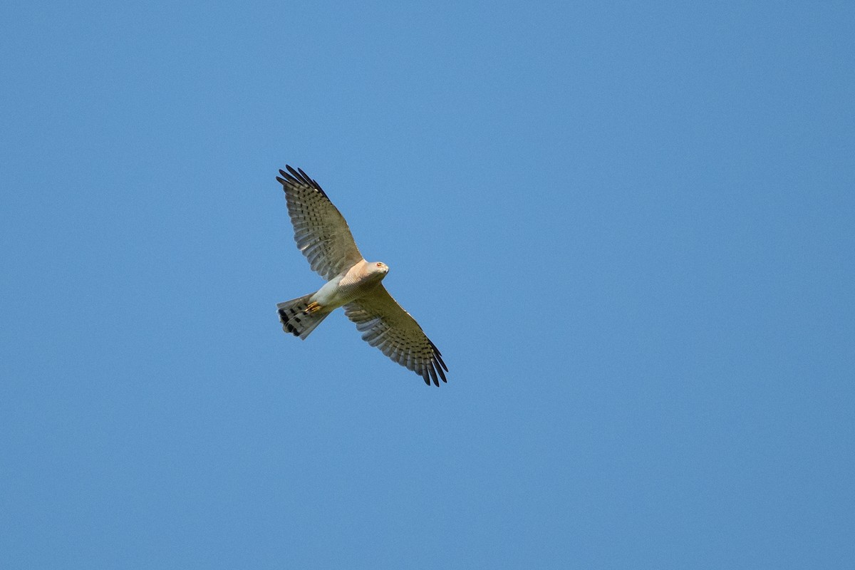 Shikra - ML645488287