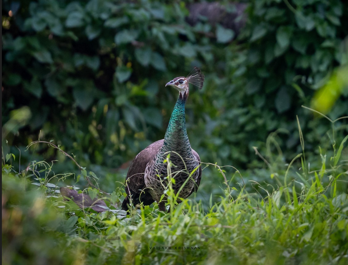 Indian Peafowl - ML645488288