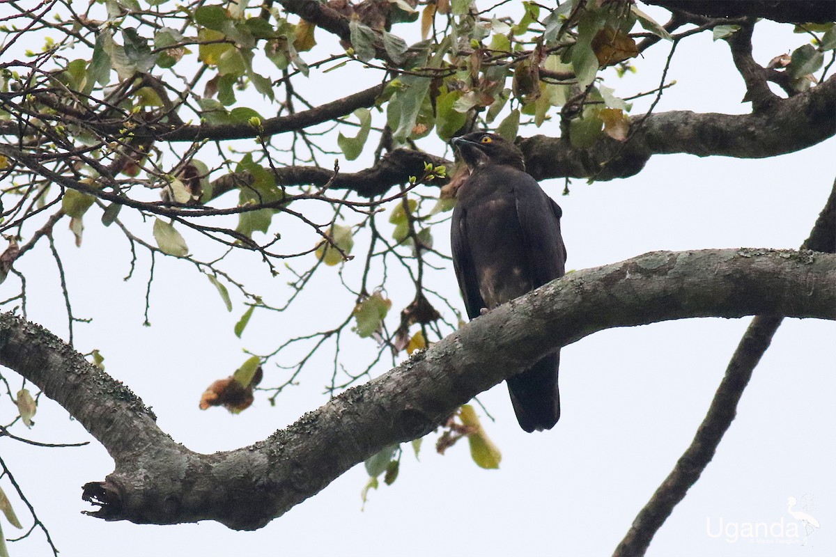 Bat Hawk - ML645488289