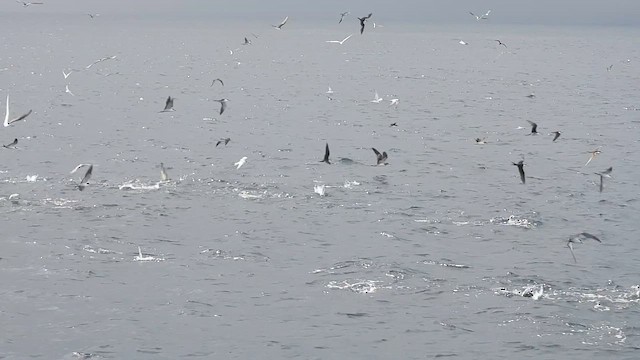 Крячок річковий - ML645488290