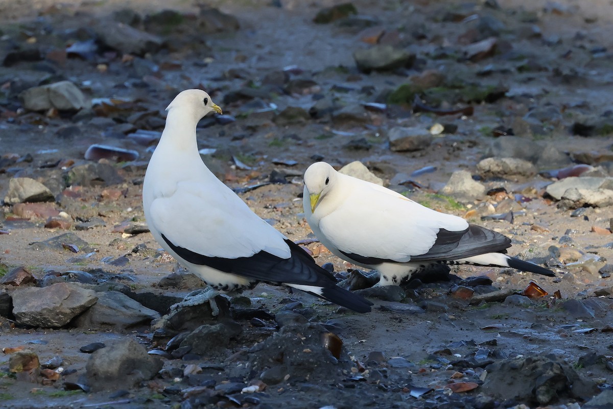 Torresian Imperial-Pigeon - ML645488291