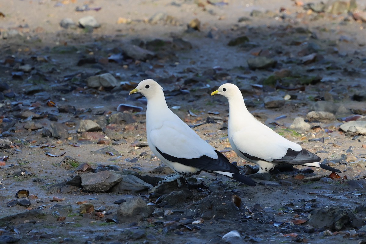 Пегий плодовый голубь - ML645488292