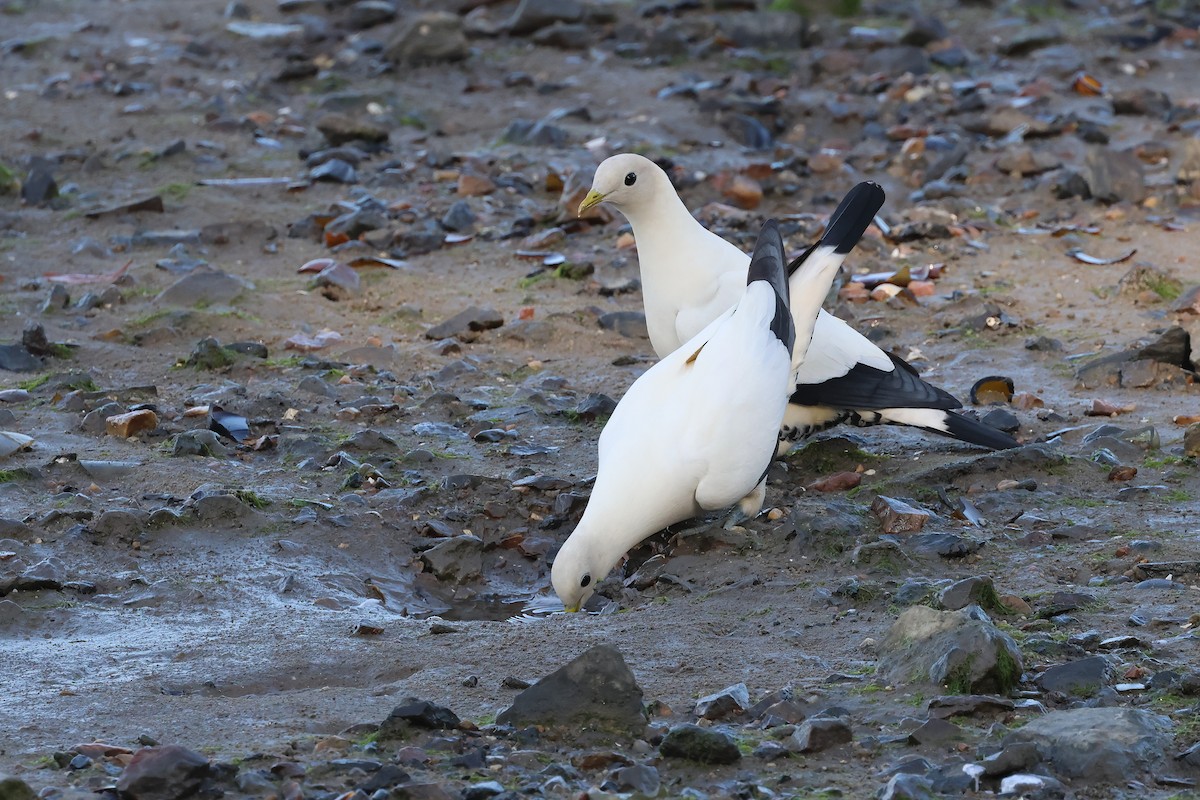 Пегий плодовый голубь - ML645488293