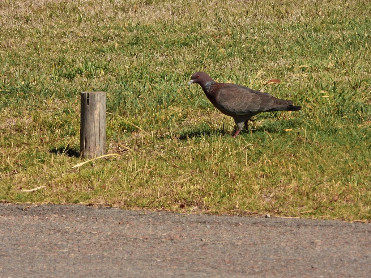 Темнохвостый голубь - ML645488298