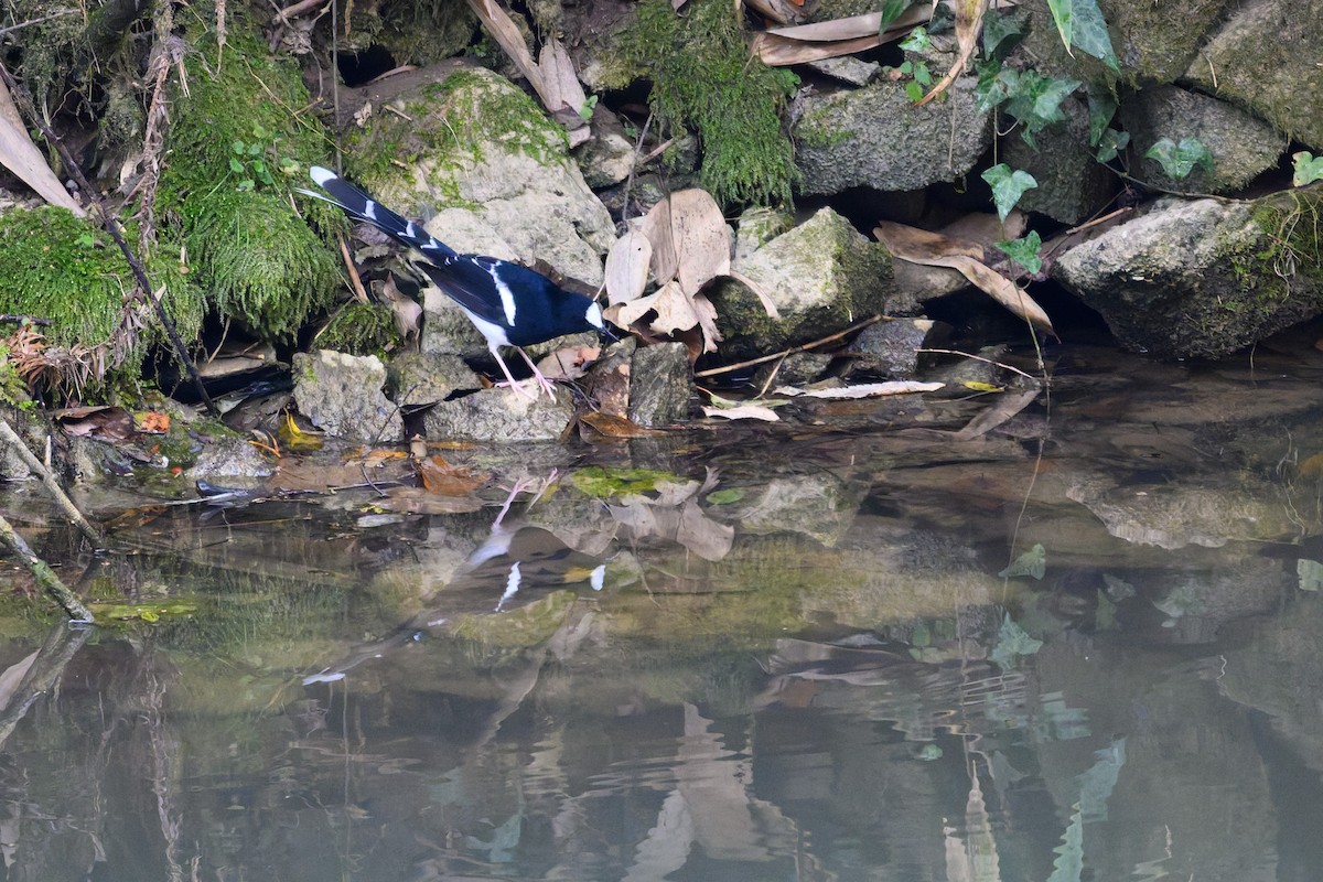 White-crowned Forktail - ML645488311